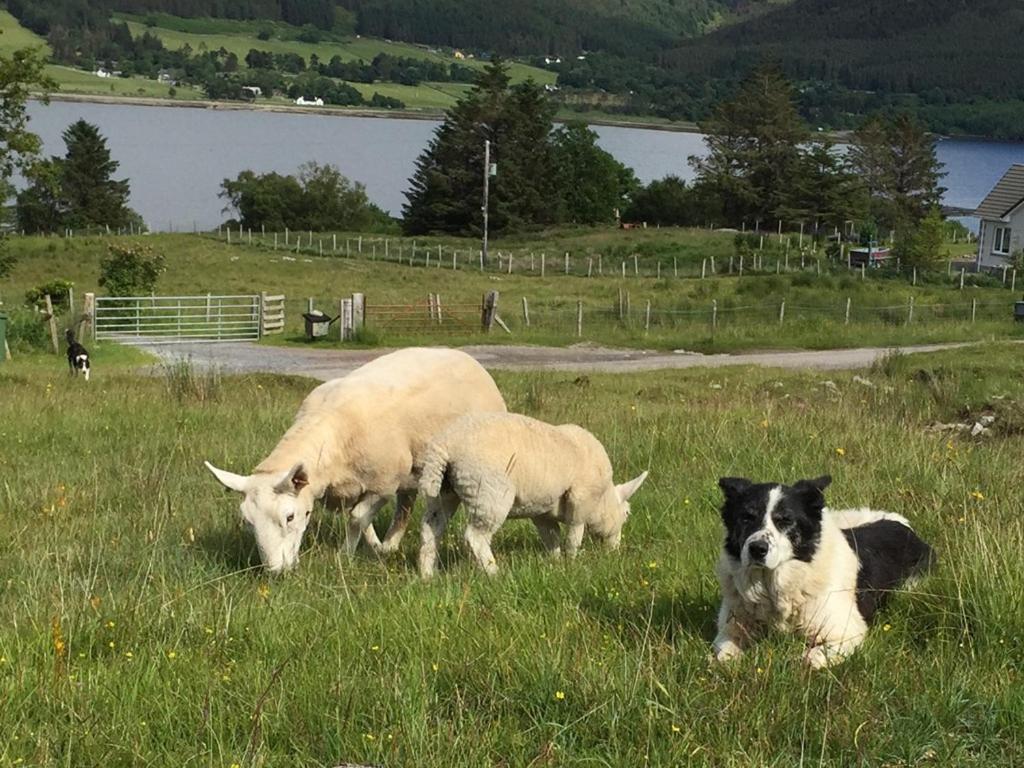 Torran B & B Ullapool Extérieur photo